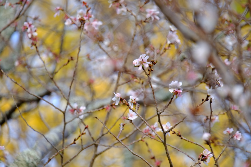 枝織桜模様