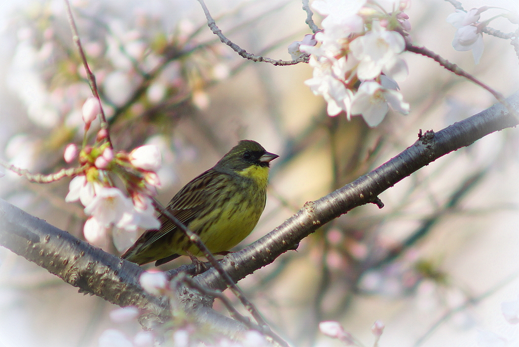 お花見に来ました