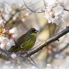 お花見に来ました