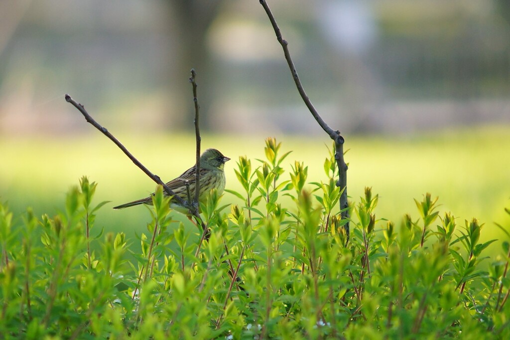 桜に誘われて？