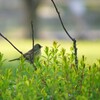 桜に誘われて？