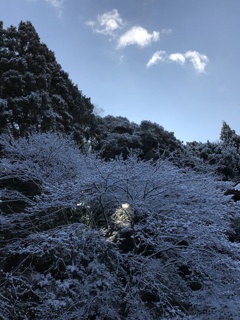 雪の木の光の実