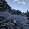 雪の木の光の実