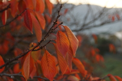 春に向けて