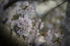 桜囁