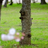 雀のかくれんぼ
