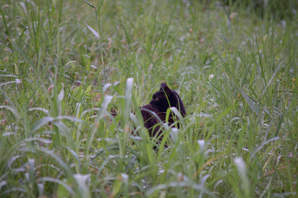 露猫