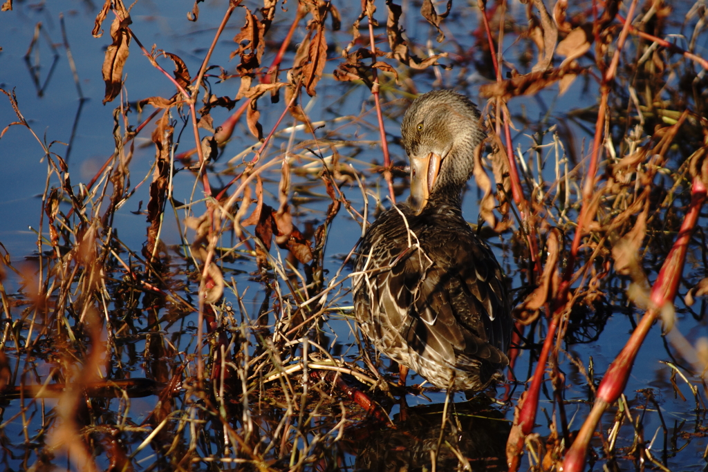 ここかゆいんだけど、届かん