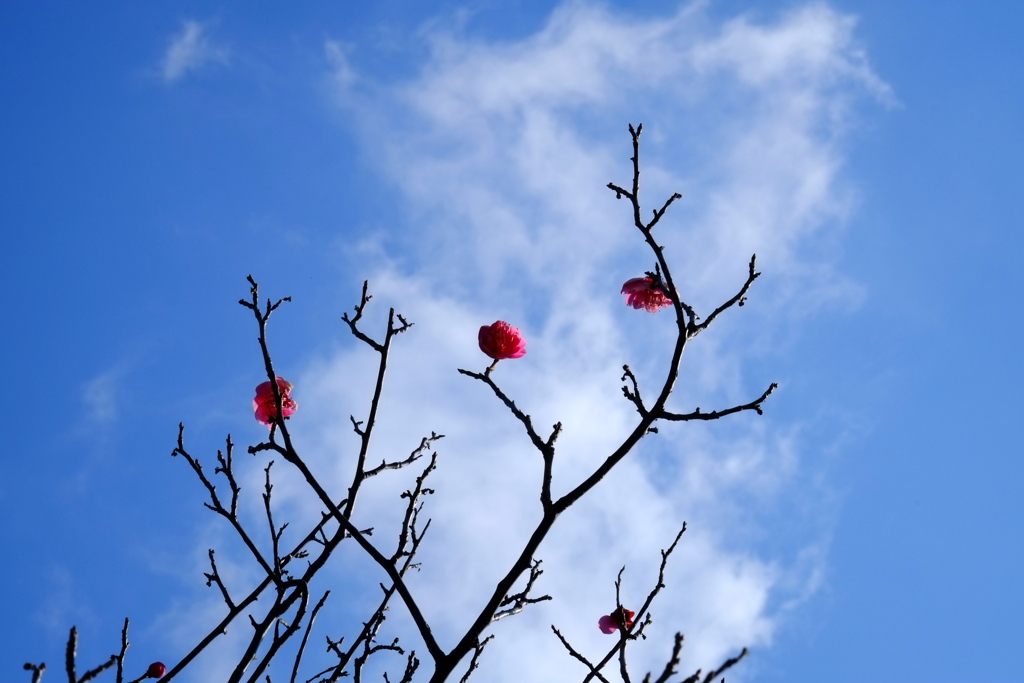 雲までとどけ！