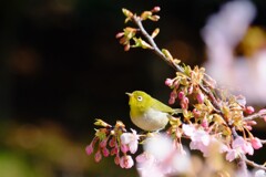 希望に向かって