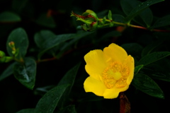 黄色い鮮烈（花）