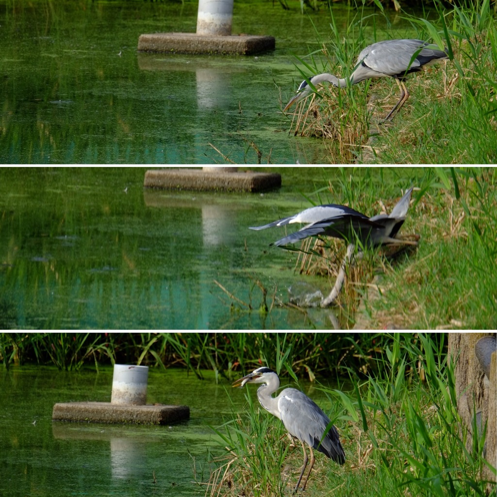 ②鳥さんは成功、私は失敗