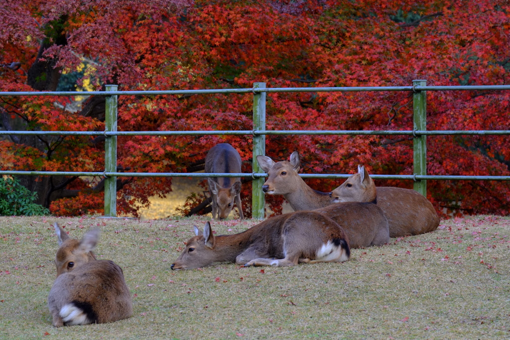 午後の紅葉