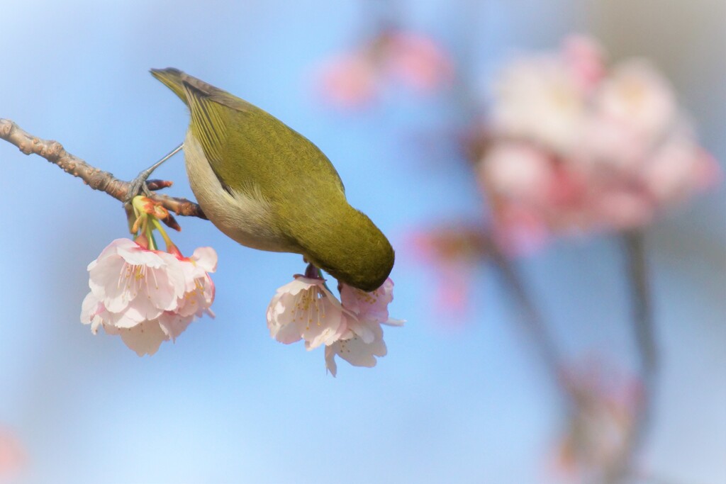 チュっ。