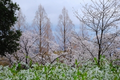 枝宴