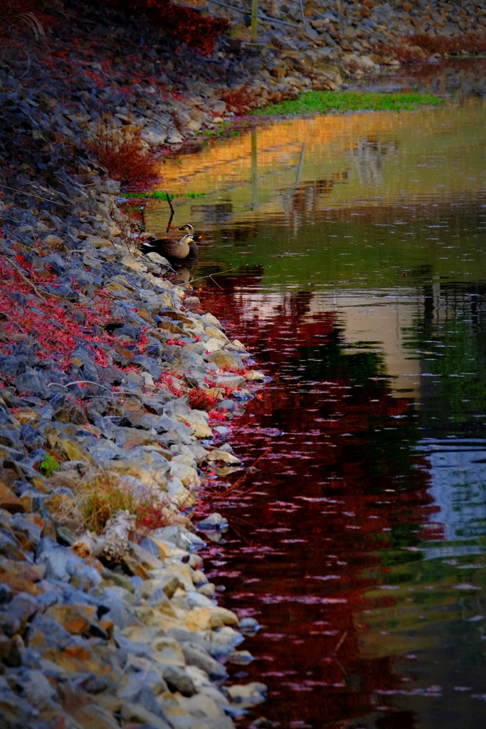 水辺の晩秋