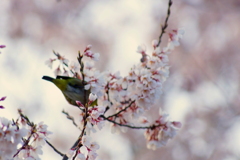 もうじき満開