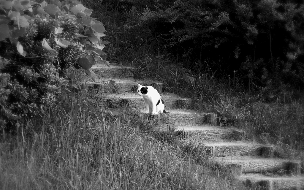 犬座りな猫