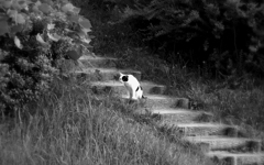 犬座りな猫