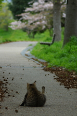 お花見にゃん。