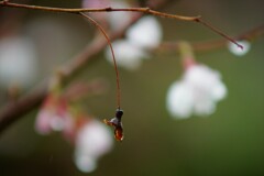 水滴にとじこめて