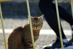 避難セヨ