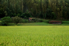 山背の田園
