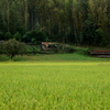 山背の田園