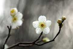 開き始め（白）