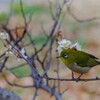 梅は花より枝ぶり