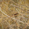 藪百舌鳥