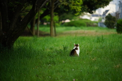 ふ～り～むかないで～♪