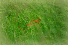 草に埋もれて