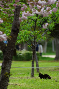 〔桜猫〕じっと待つ