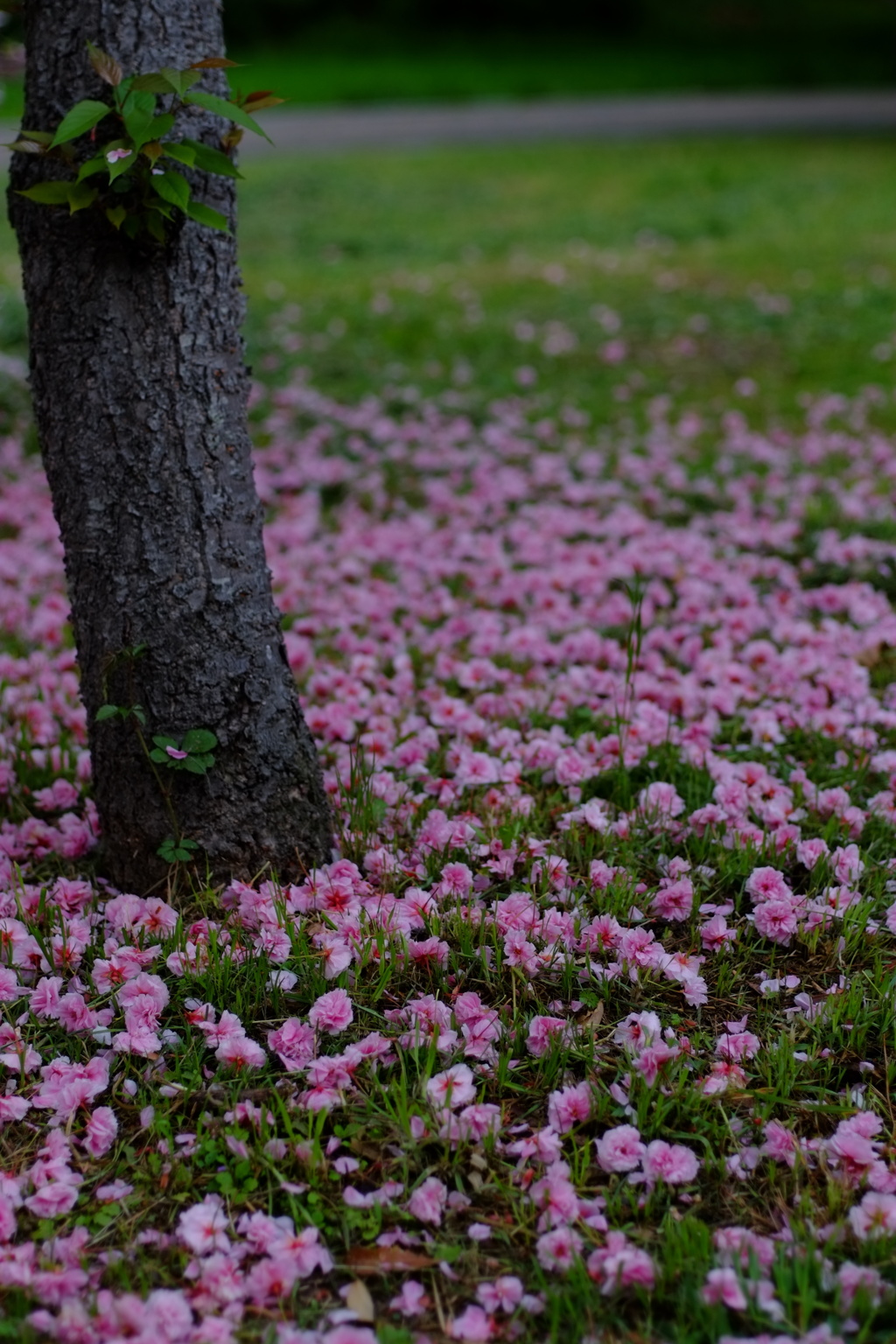 桜散る