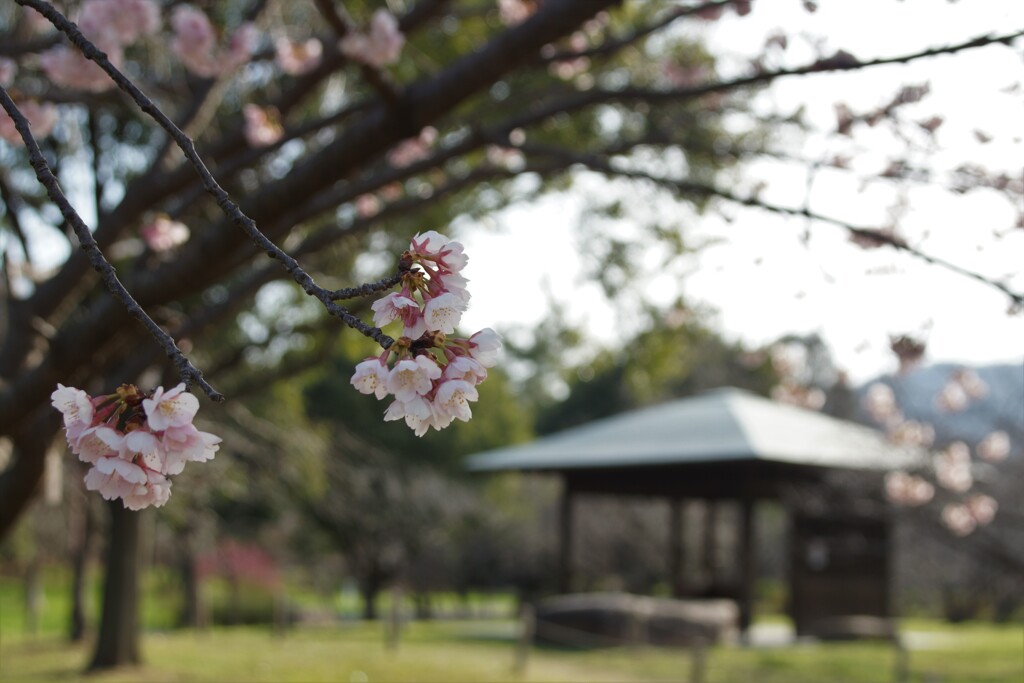 公園も静か