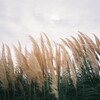 久しぶりのフィルム撮影