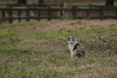 お昼前の猫