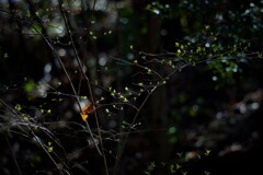 芽吹きを見届ける落葉