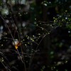 芽吹きを見届ける落葉