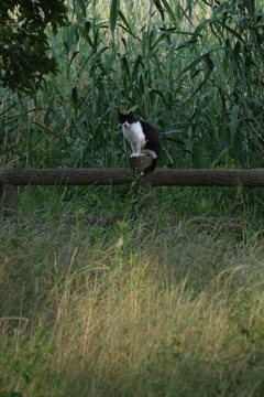 番猫〔この先は猫の国〕