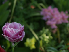 自由な花壇