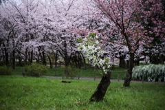 踊桜