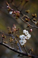 開花のGo-Live