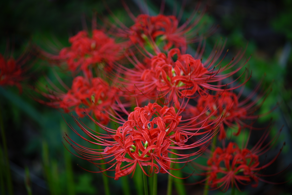 連華