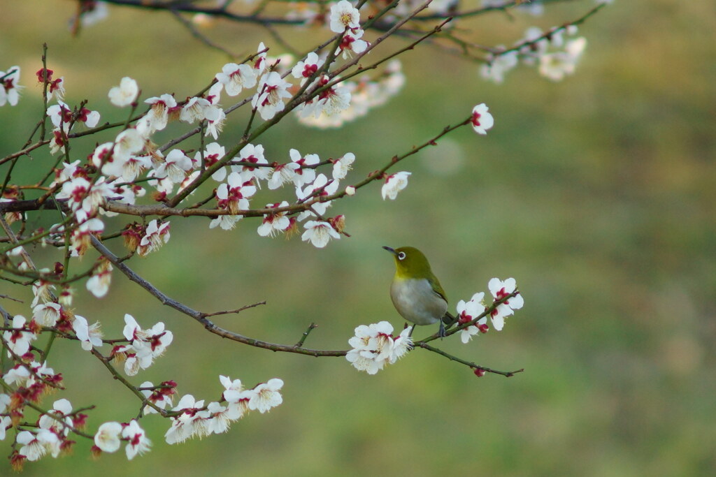 春明かり