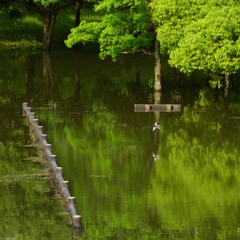 水没橋