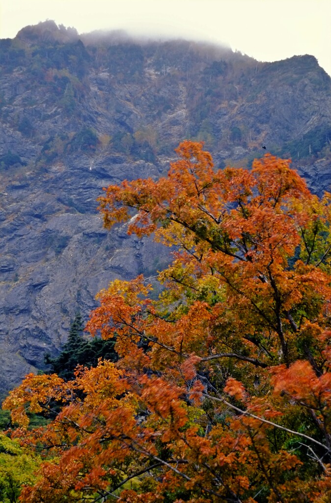 紅葉よりも壁に圧倒される。