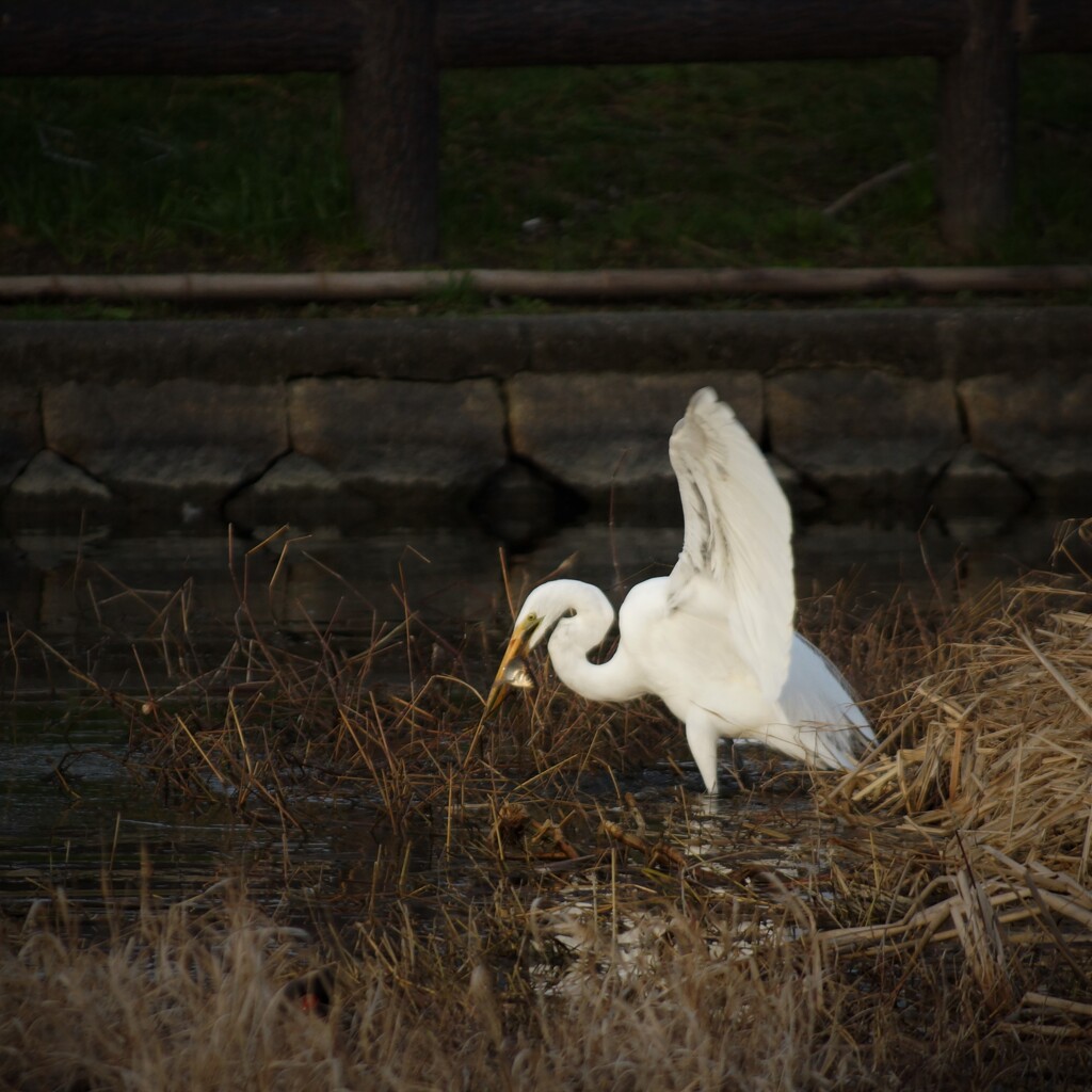 ふぉっふぉっふぉっ