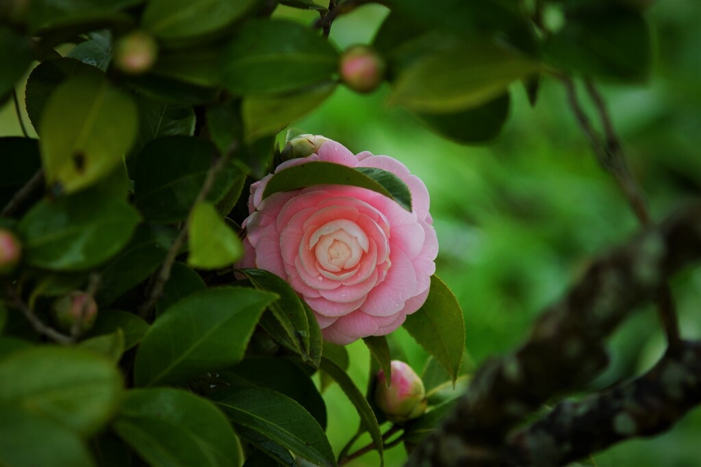 覗き見